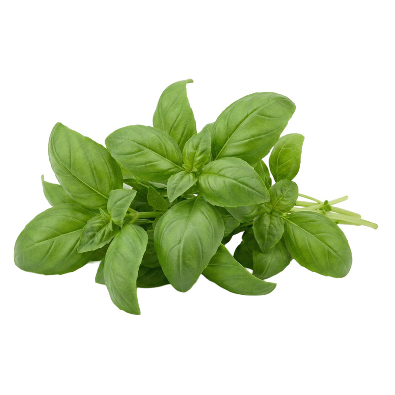 Albahaca Genovesa fresca | Viver