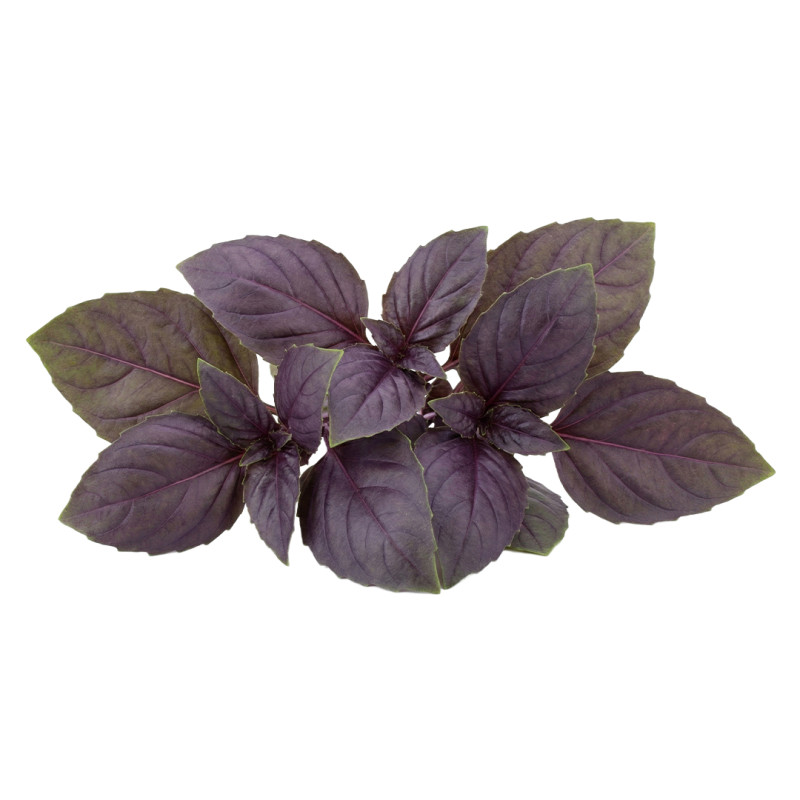 Albahaca Morada fresca | Viver