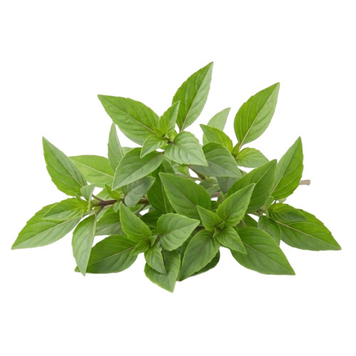 Albahaca Anís fresca | Viver