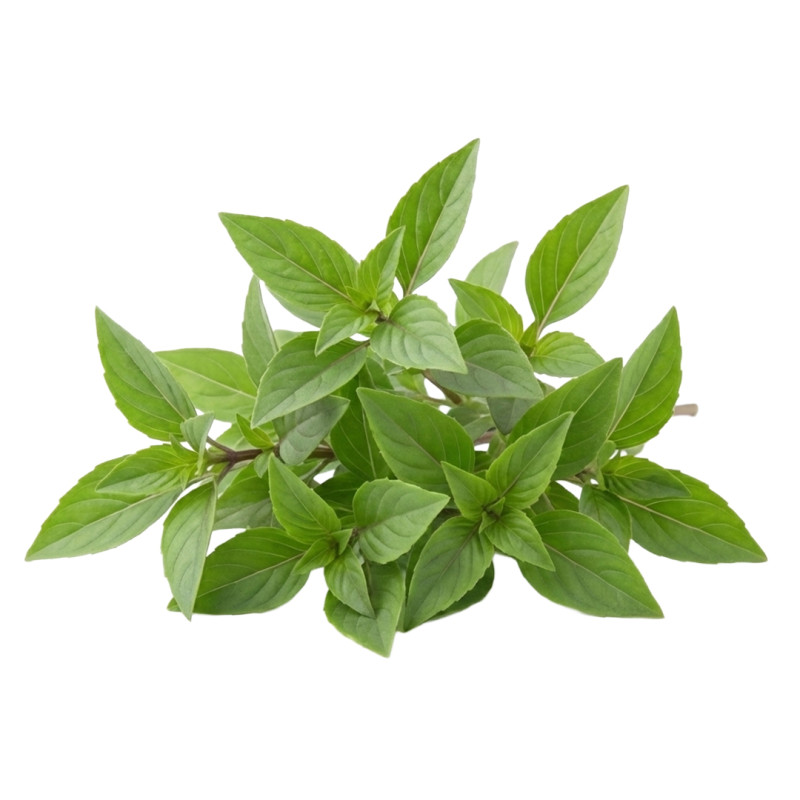 Albahaca Anís fresca | Viver