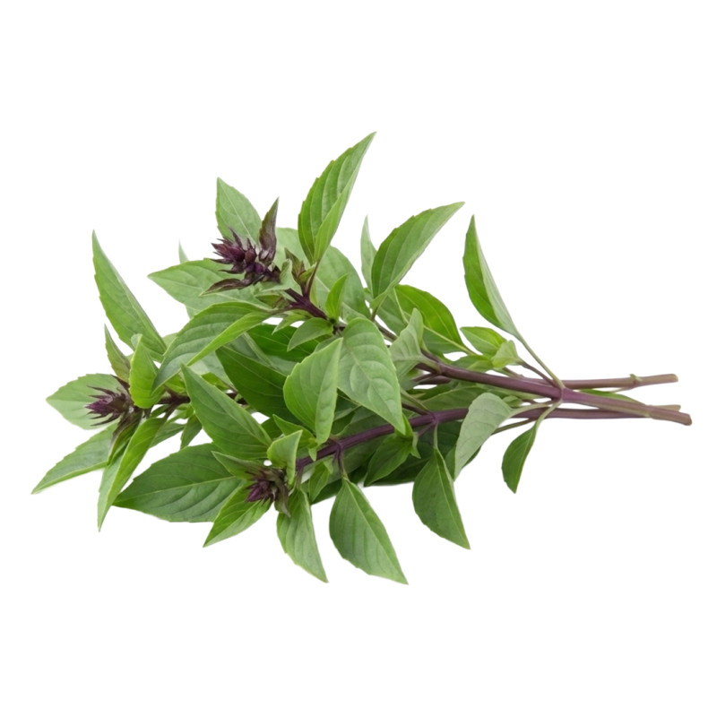 Albahaca Tailandesa fresca | Viver