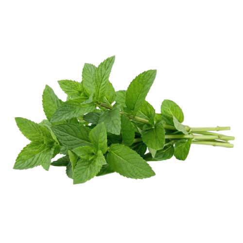 Hierbabuena fresca para infusiones | Viver