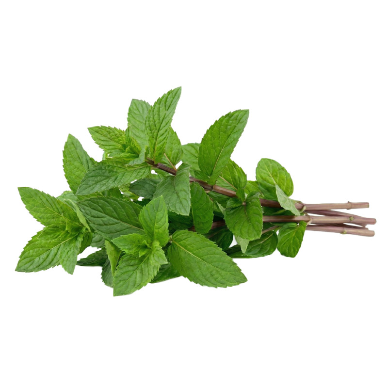 Menta Piperita fresca | Viver