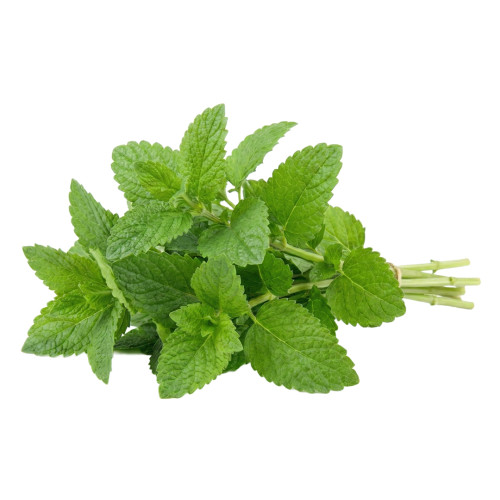 Toronjil fresco para infusión | Viver