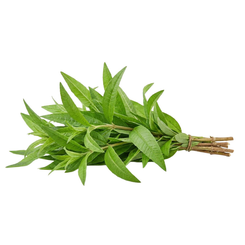 Cedrón fresco para infusión | Viver