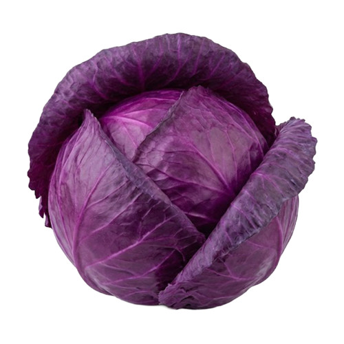 Repollo Morado fresco | Viver