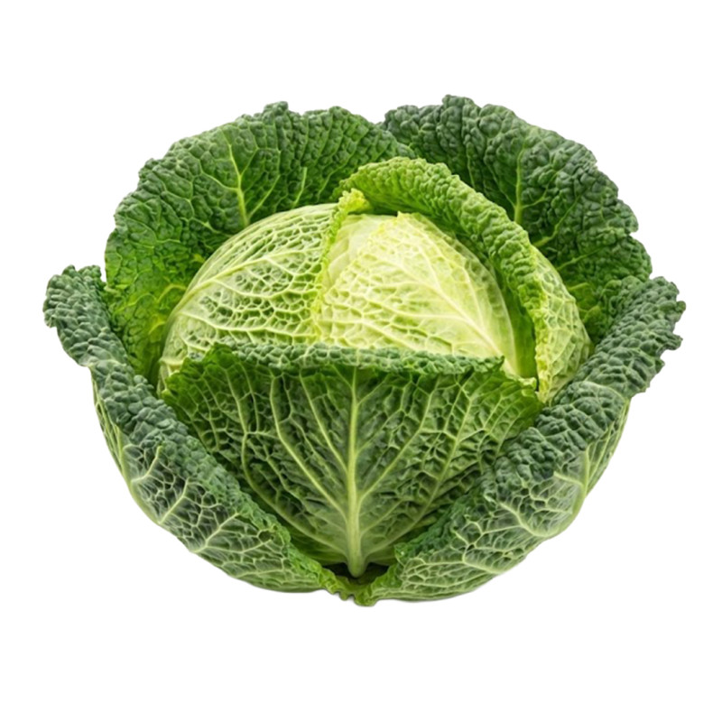 Repollo Savoy fresco | Viver