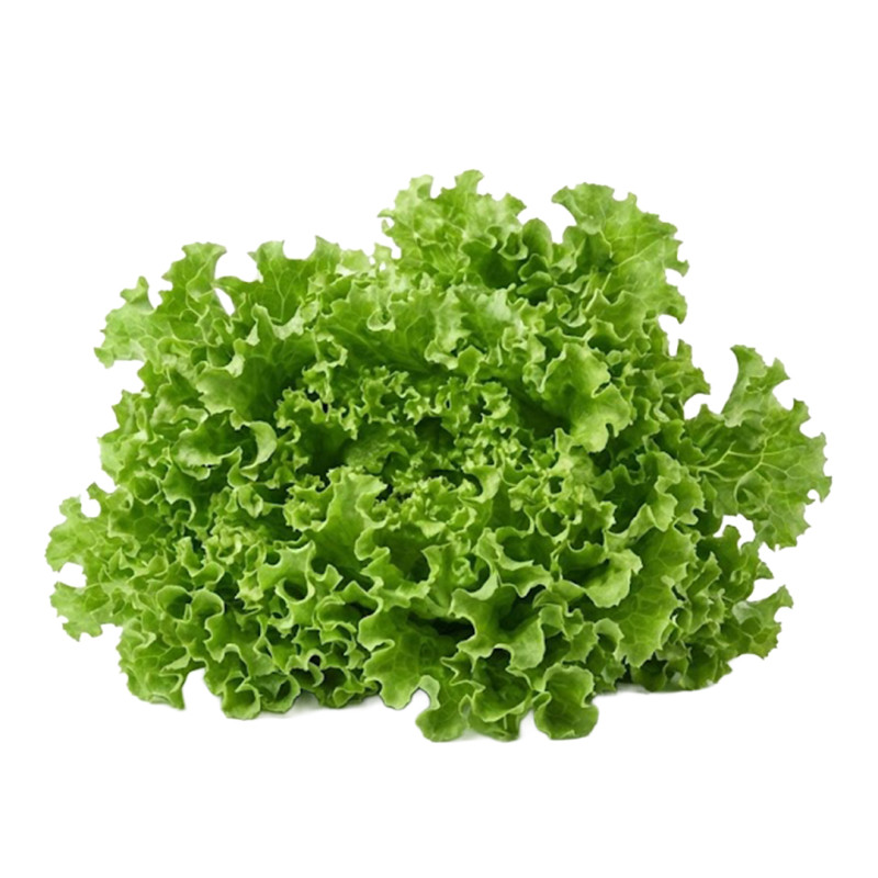 Lechuga Crespa Verde fresca | Viver