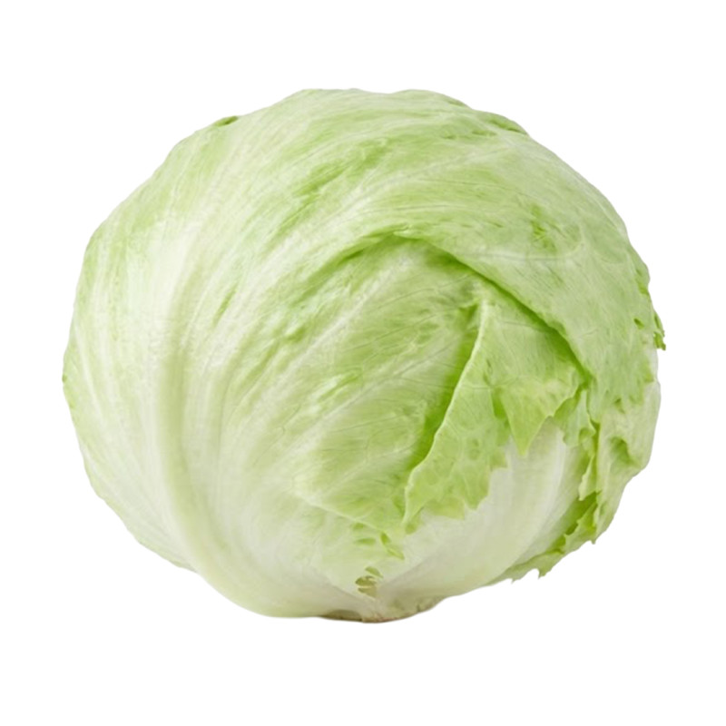 Lechuga Iceberg fresca y crujiente | Viver