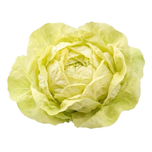 Lechuga Mantequilla fresca | Viver