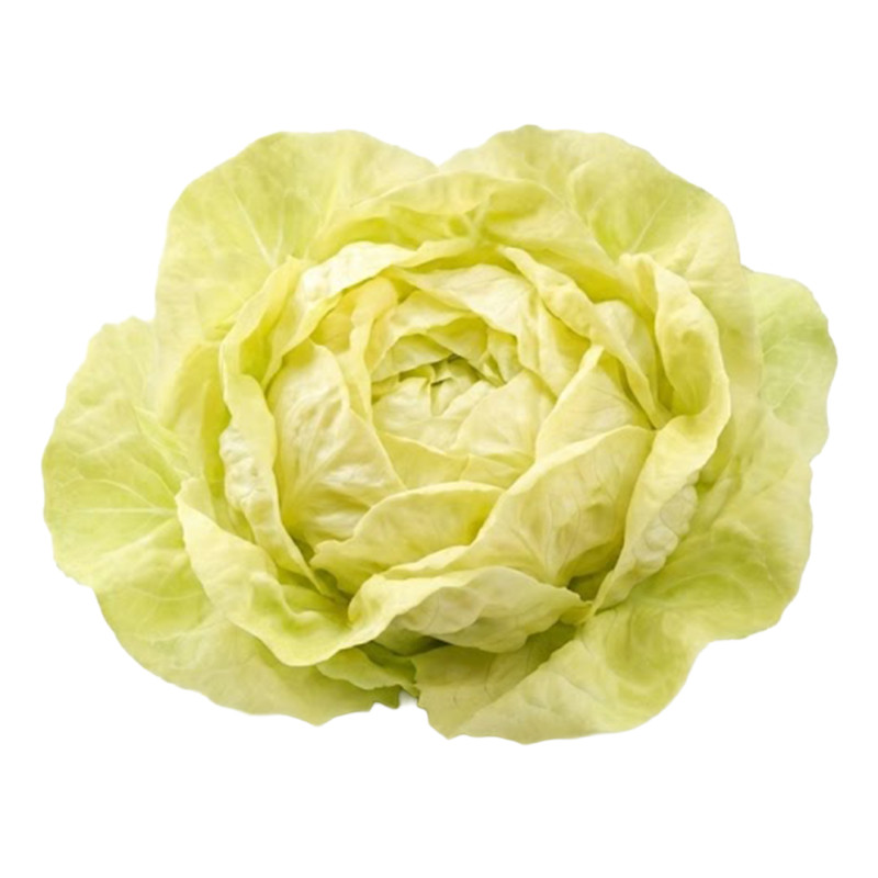 Lechuga Mantequilla fresca | Viver