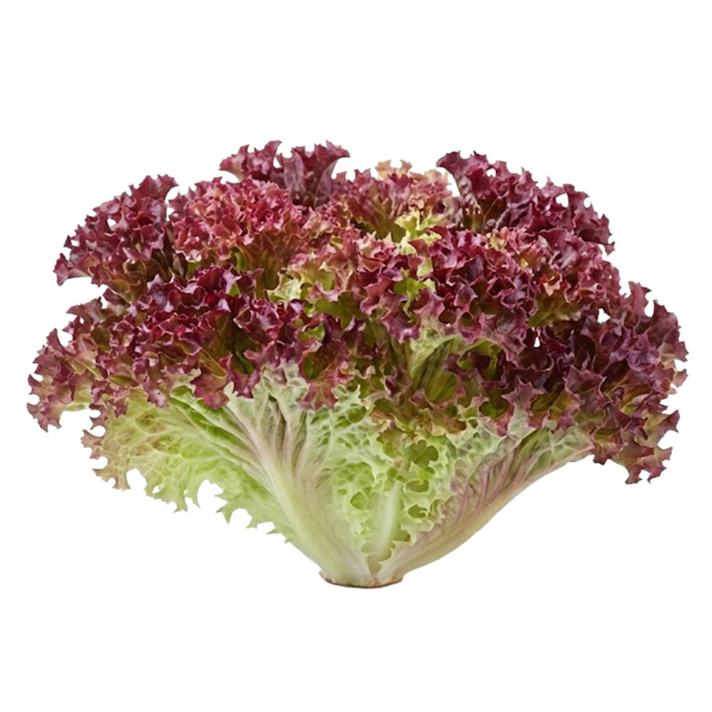 Lechuga Lollo Rosso fresca | Viver
