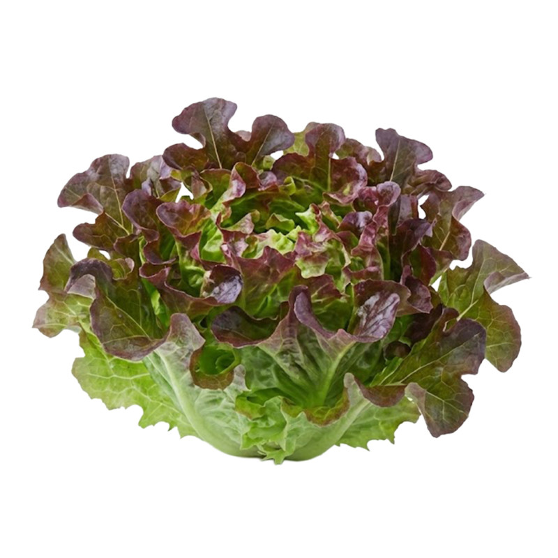 Lechuga Hoja de Roble fresca | Viver