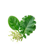 Hojas y brotes frescos naturales | Viver