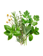 Hierbas frescas naturales para cocina e infusiones | Viver