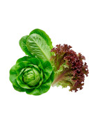 Lechugas frescas y mixes listos | Viver