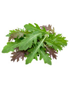 Rúcula y mostazas frescas | Viver