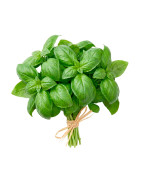 Albahaca fresca natural | Viver