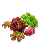 Lechugas especiales y gourmet | Viver